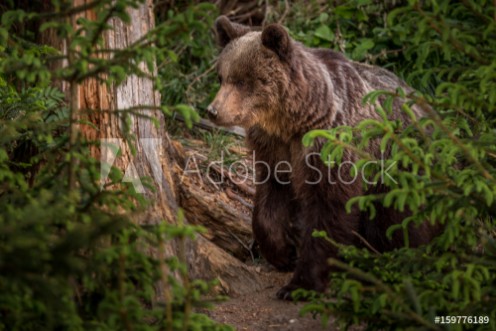 Picture of Brown bear Ursus arctos 